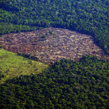 Intervozes e parceiros lançam campanha contra desinformação sobre a Amazônia